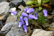 Campanula zoysii